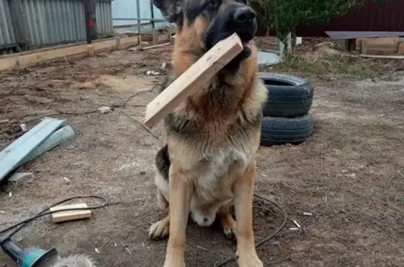 Пропал собака, улица Мичурина, 3, Закутский - немец, очень крупный - photo