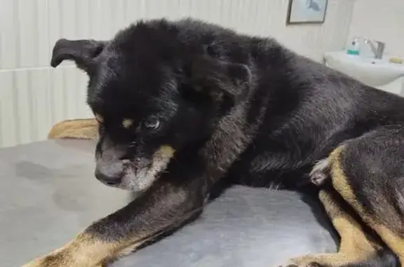 Найдена собака, Танковое Кольцо, Казань - в стрессовом состоянии - photo