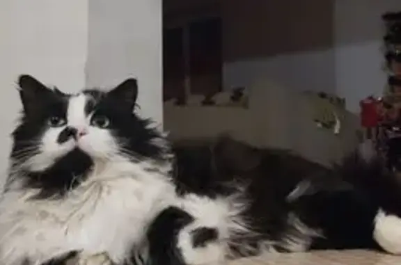 Пропал кот, улица Суворова, Кабицыно - чёрно-белый, откликается на Черныш - photo