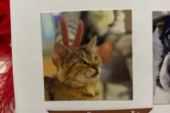 Пропала кошка, 2-й Лихоборский проезд, Москва - photo