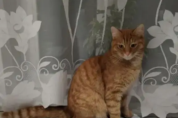 Пропал кот, улица Разина, 47, Арзамас - яркорыжий, гладкошёрстный - photo