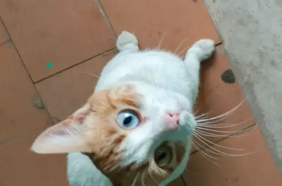 Найдена кошка, Демино, фото: Найдена кошка, улица Беличенко, 8, Дёмино - один глаз голубой