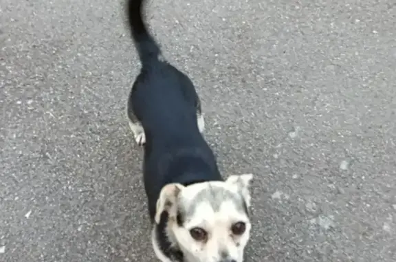 Пропала собака, улица Тупикина, Малая Каменка - photo