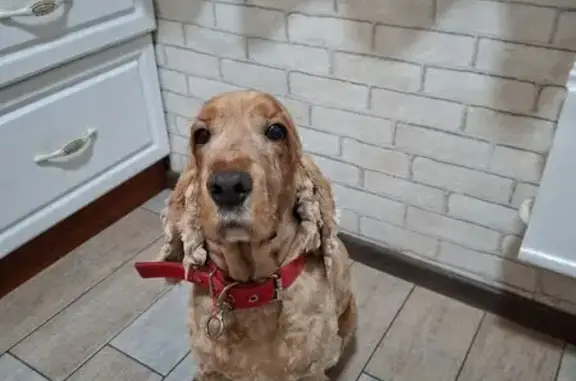 Пропал собака, мужской, улица 79-й Гвардейской Дивизии, 23/1, Томск - рыжий, 8 лет - photo