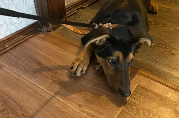 Найдена собака, Челябинск, фото: Найдена собака, Набережная улица, 7В, Челябинск - черно-рыжий окрас и ошейник