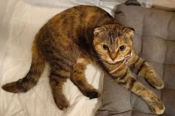 Найдена кошка, Ногинск, фото: Найдена кошка, Истомкинский переулок, 11, Ногинск - трёхцветная, вислоухая