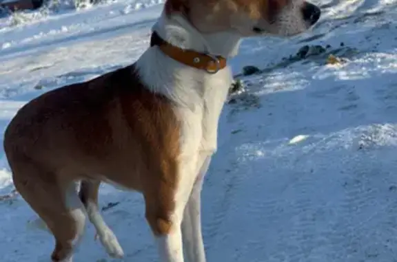 Пропала собака, Школьная улица, Ездоное, Чернянка - не наступает на заднюю левую лапку - photo