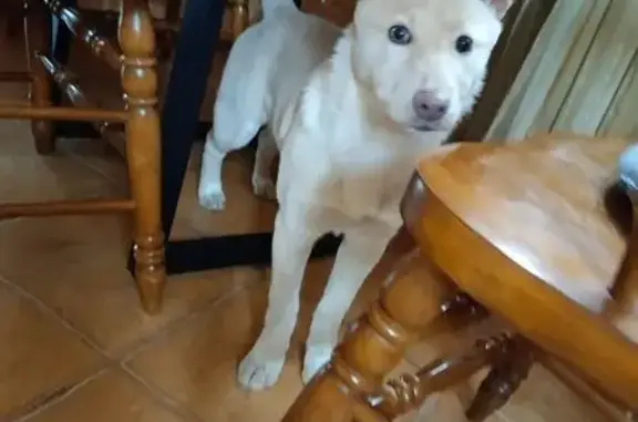 Объявления о пропавших и найденных животных, Казань, фото: Найдена собака, улица Костина, 3, Казань - гладкошёрстная, бежево-белая