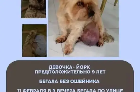 Объявления о пропавших и найденных животных, Куюки, фото: Найдена собака, Куюки, Татарстан - светло-рыжая йорк с грыжей