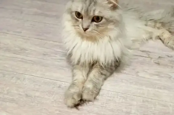 Найдена кошка, Краснодар, фото: Найден кот, Артезианская улица, Краснодар - пушистый, серого цвета