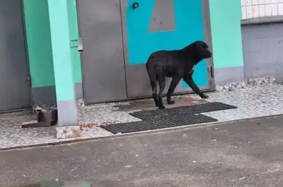 Объявления о пропавших и найденных животных, Ростов-на-Дону, фото: Найдена собака, проспект Космонавтов, 26, Ростов-на-Дону - уверенно пытается прорваться в подъезд дома
