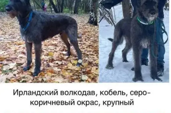 Пропал собака, Санаторная аллея, Москва - большая добрая - photo