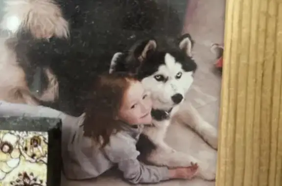 Пропал собака, Сельский переулок, Нефтекамск - хаски, черно-белый окрас - photo