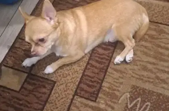 Объявления о пропавших и найденных животных, Воронеж, фото: Найдена собака, мужской, Острогожская улица, Воронеж - рыженький мальчик породы чихуахуа