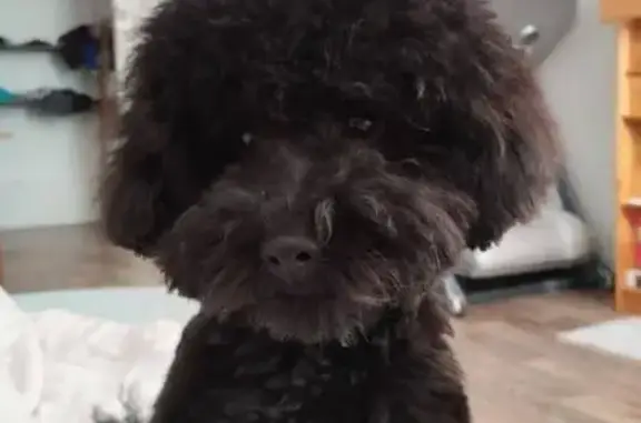 Пропала собака, улица Калинина, 40/64, Подольск - чёрный тойпудель - photo