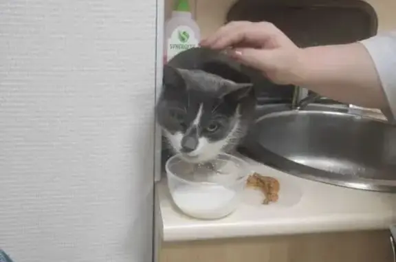 Найденные животные Санкт-Петербург, фото: Найдена кошка, проспект Луначарского, 49, Санкт-Петербург - сидел под окном и плакал