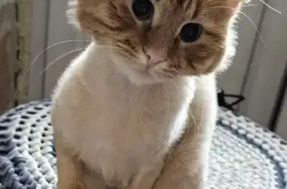 Пропал кот, Профсоюзная улица, 4, Киров - отзывается на кличку Кузя - photo