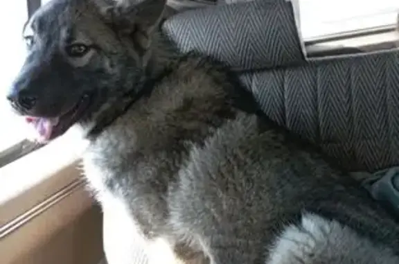 Объявления о пропавших и найденных животных, Находка, фото: Пропал собака, мужской, СНТ 