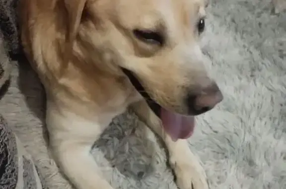 Найденные животные Новороссийск, фото: Найден лабрадор, улица набережная Адмирала Серебрякова, Новороссийск - крупный и ласковый