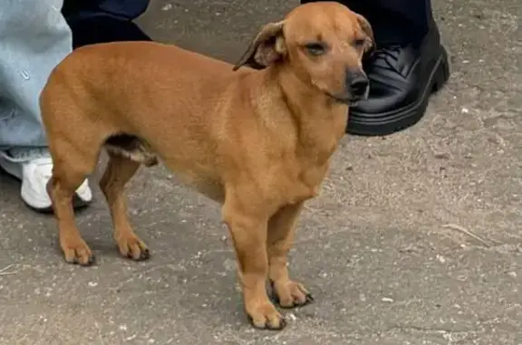 Пропал собака, улица Ленина, 81, Таврическое - рыжая такса - photo