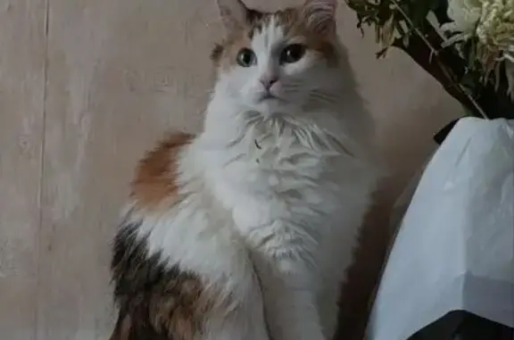 Пропала кошка, улица Елькина, 84В, Челябинск - выпрыгнула из окна первого этажа - photo