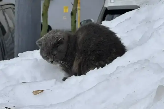 Найдена кошка, Видное, фото: Найдена кошка, Спортивная улица, 9, район Щербинка, Видное