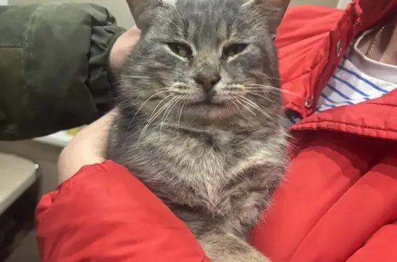 Найдена кошка, Таврово, фото: Найден кот, Таврово, Белгородская область после ракетной опасности