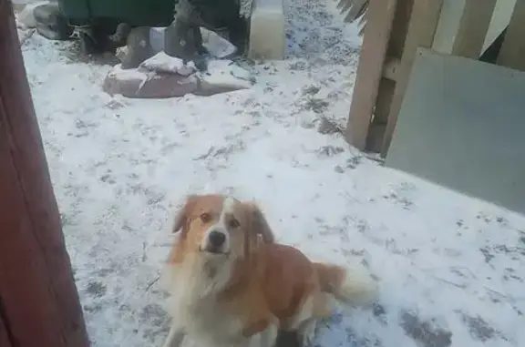 Собаки потеряшки, Плеханово, фото: Потеряшка собака, мужской, Заводская улица, 8, Плеханово - пушистый, рыжий с белой грудкой