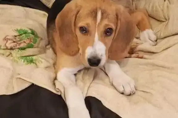 Пропала собака, девочка, улица Академика Скрябина, 3/1 к1, Москва - photo