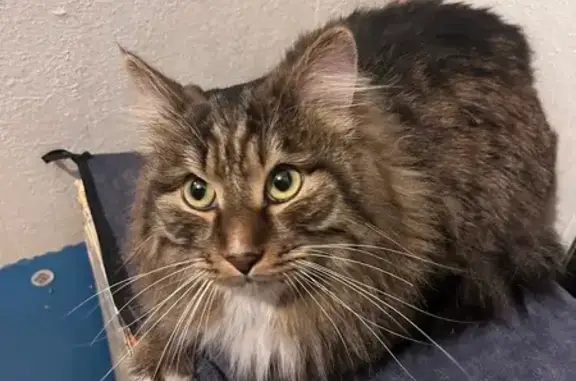 Объявления о пропавших и найденных животных, Чита, фото: Найден кот, проспект Фадеева, 41, Чита - трёхцветный, ярко-зелёные глаза