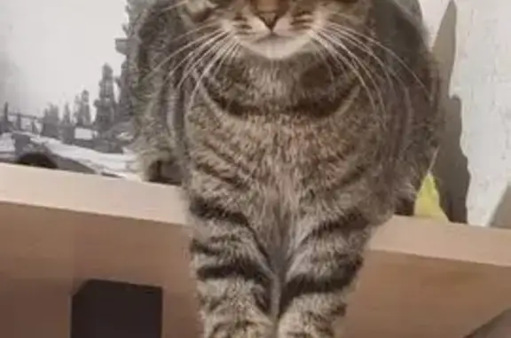 Пропал кот, Корсаковская улица, Южно-Сахалинск - полосатый, не вернулся с прогулки - photo