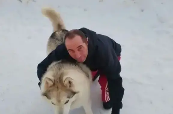 Пропала собака, Балашиха, Московская область - окрас белый чёрный - photo