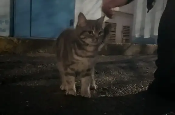 Найденные животные Волгодонск, фото: Найдена кошка, улица Гагарина, 54, городской округ Волгодонск - серо-белый окрас