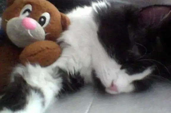 Кошки потеряшки, Ангарск, фото: Потеряшка кот, 3, Ангарск - чёрно-белый окрас, пушистый хвост