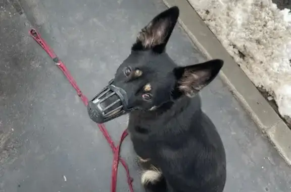 Объявления о пропавших и найденных животных, Москва, фото: Найдена собака, Малый Коптевский проезд, 7, Москва