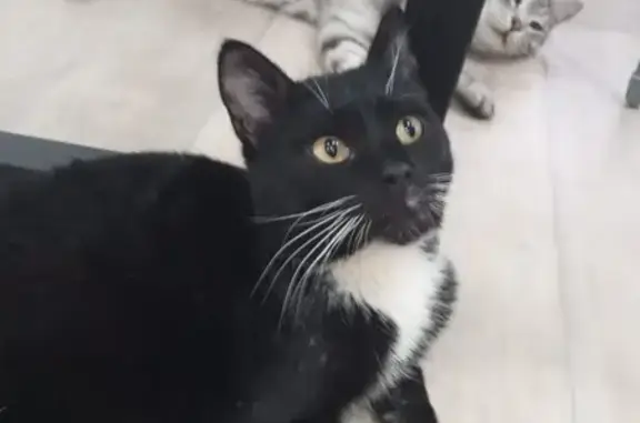 Пропала кошка, улица Маяковского, 18, Бузулук - photo