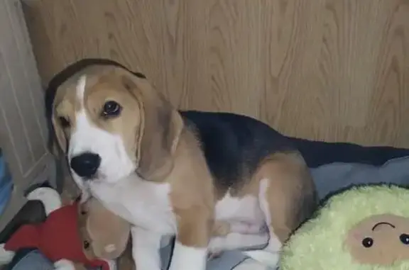 Пропала собака, Армавирская улица, 69, Дагомыс - photo