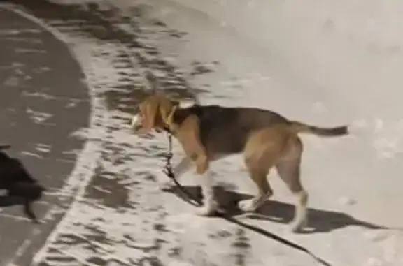Пропала собака, улица Академика Скрябина, 3/1 к3, Москва - бигль, 6 месяцев - photo