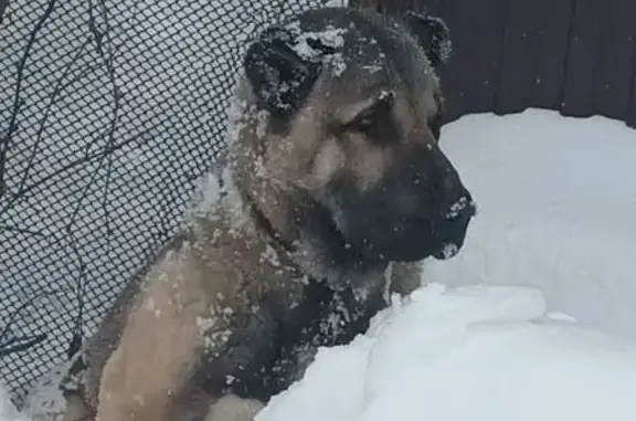 Найдена собака, Рыбинск, фото: Найден алабай, Рыбинск - фиолетовый ошейник