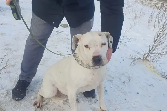 Объявления о пропавших и найденных животных, Екатеринбург, фото: Найдена собака, женская, улица Металлургов, 63, Екатеринбург - похожа на аргентинского дога