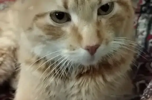 Найденные животные Кострома, фото: Найден кот, Мельничный переулок, 3, Кострома - рыжий, ручной и ласковый