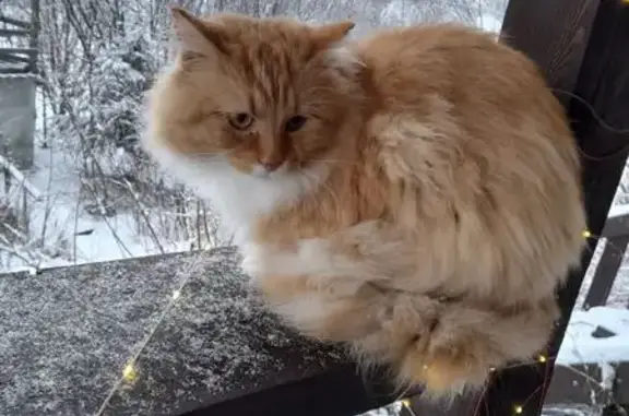 Пропал кот, Советская улица, 28Б, Выльгорт - рыжий с белым на лапках - photo