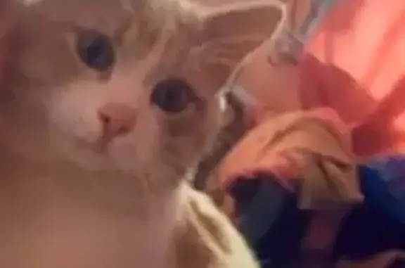 Потерянные животные Черкесск, фото: Пропал кот, Кавказская улица, 151Б, Черкесск - отзывается на кличку Марсик