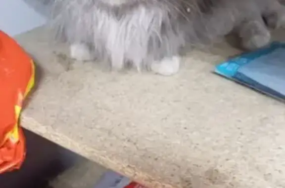 Найдена кошка, Барнаул, фото: Найдена кошка, проспект Коммунаров, 120А, Барнаул - светло-серая длинношёрстная красавица