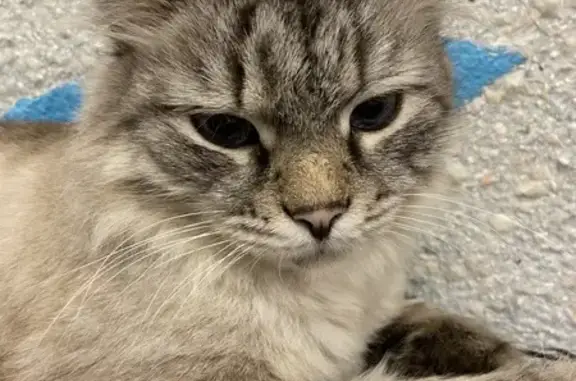 Пропал кот, улица Ворошилова, 16, Бугульма - пушистый с голубыми глазками - photo