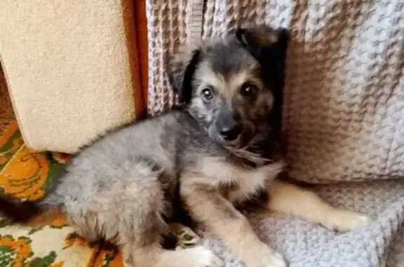 Найдена собака, Таганрог, фото: Найдена собака, женский пол, 2-я аллея, 9, городской округ Таганрог