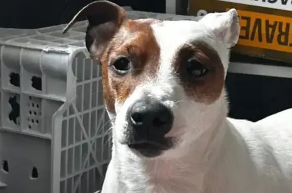 Пропала собака, улица Зайцева, 15, Петрозаводск - photo