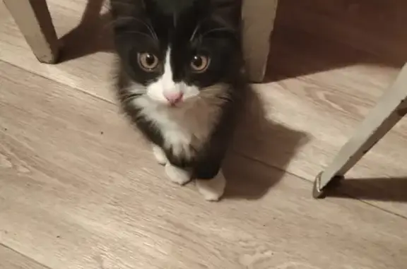 Пропал кот, Вокзальная улица, 140, Магнитогорск - черно-белый окрас - photo