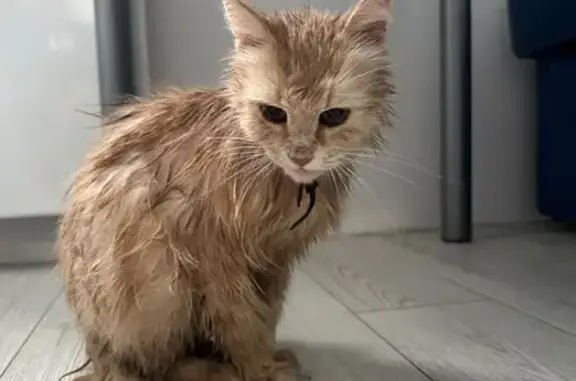 Объявления о пропавших и найденных животных, Нижний Новгород, фото: Найдена кошка, Метромост, Нижний Новгород - персикового окраса в ошейнике