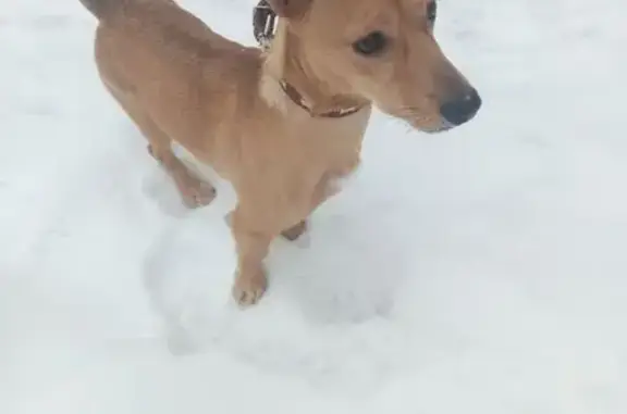 Найденные животные Калининград, фото: Найдена собака, Калининград, район мясокомбината - ухоженная девочка